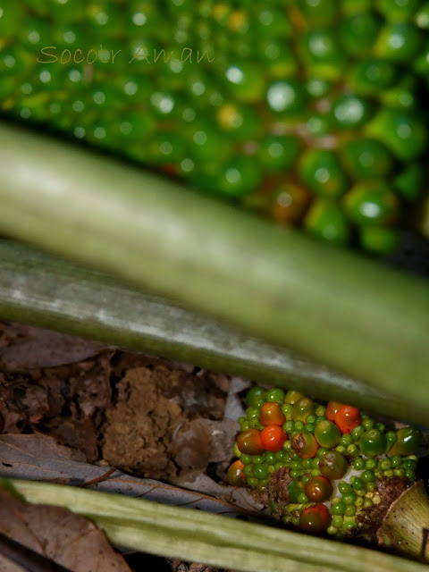 Arisaema ringens