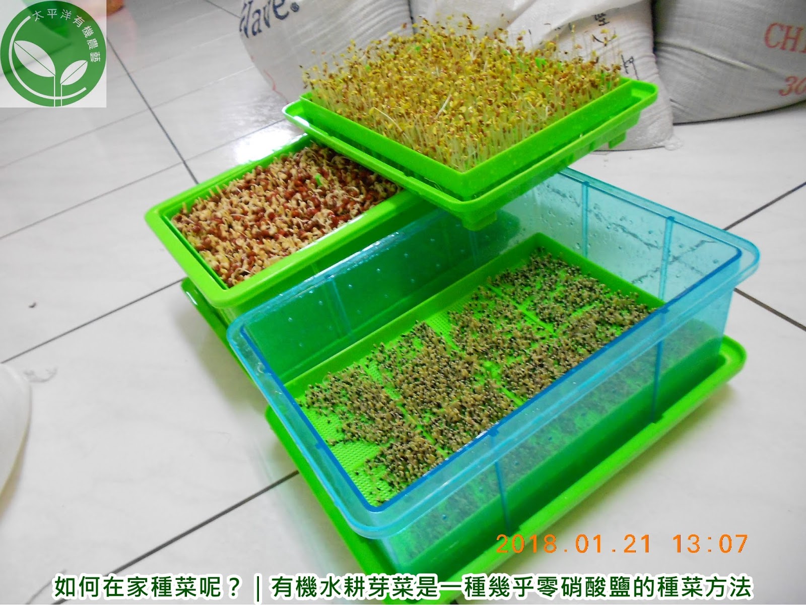 如何在家種菜呢 有機水耕芽菜是一種幾乎零硝酸鹽的種菜方法 芽菜自己在家簡單種 有機無毒自己來把關 隨意窩