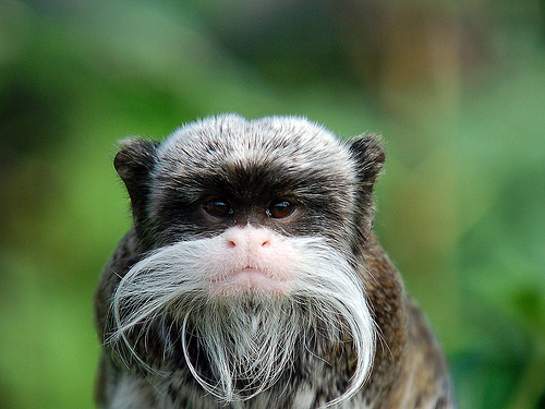 hd pictures, Baby Emperor Tamarin pictures, Emperor Tamarin photo gallery, Images of Emperor Tamarin 