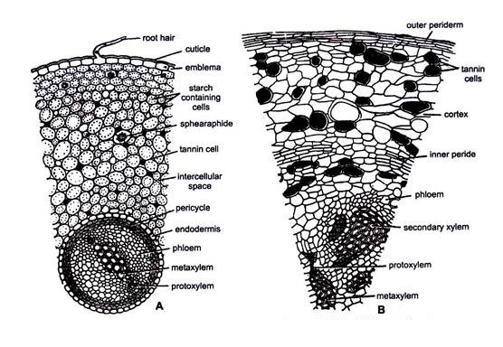 Cycas Normal root
