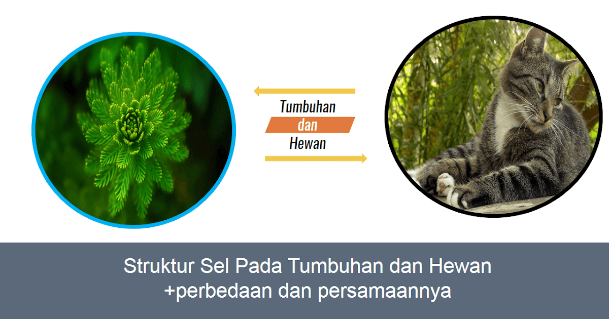  Sel  Tumbuhan  dan  Sel  Hewan  Fungsi tiap bagian dan  