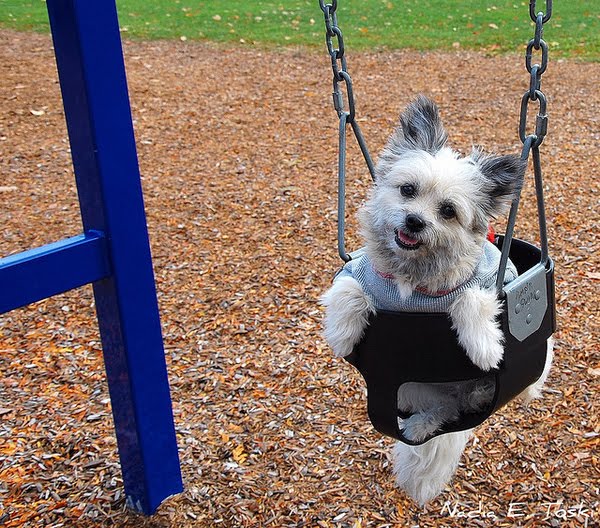 Funny And Cute Swinging Dogs