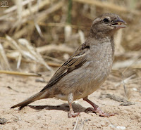 Gorrión molinero (Passer montanus)​​