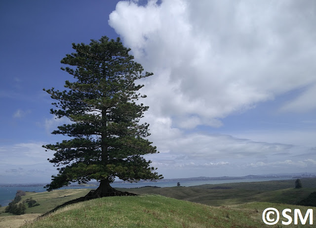 Photo d'arbre sur les chemins de Motutapu Auckland Nouvelle-Zélande 