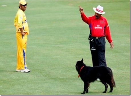 Funny-Cricket-Picture-11