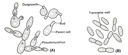 Reproduction in Yeast : Vegetative & Sexual Reproduction