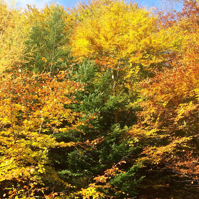 All the Leaves are Brown in Hamsterley Forest