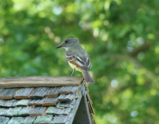 Flycatcher on Box