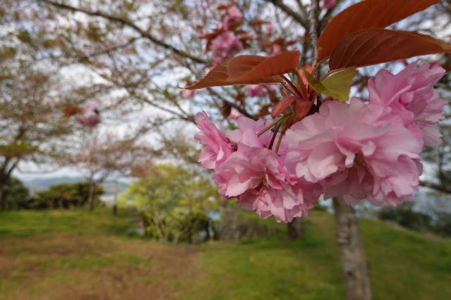 米子城跡山頂　カンザン (関山）