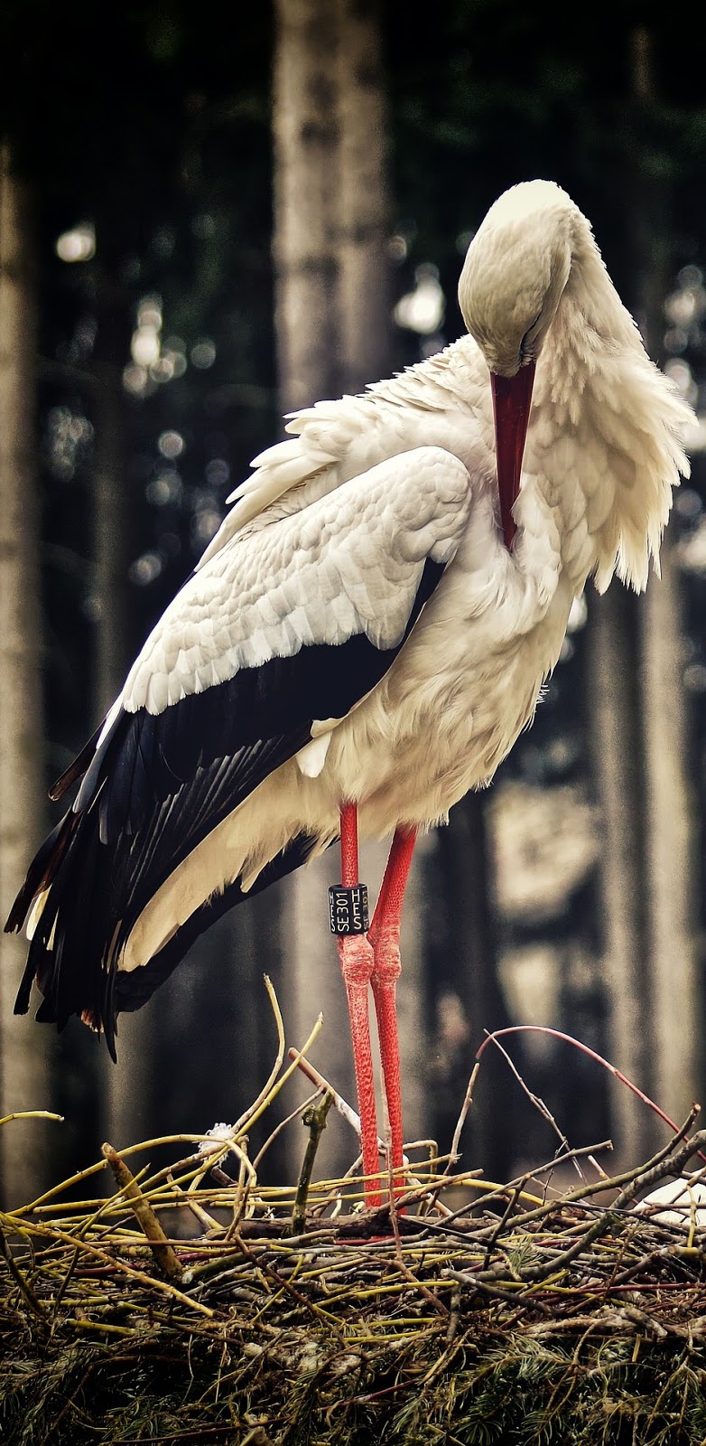 A stork preening.