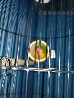 Bambu Setan Lovebird