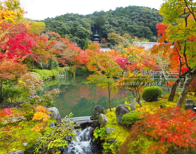 永観堂：放生池の紅葉