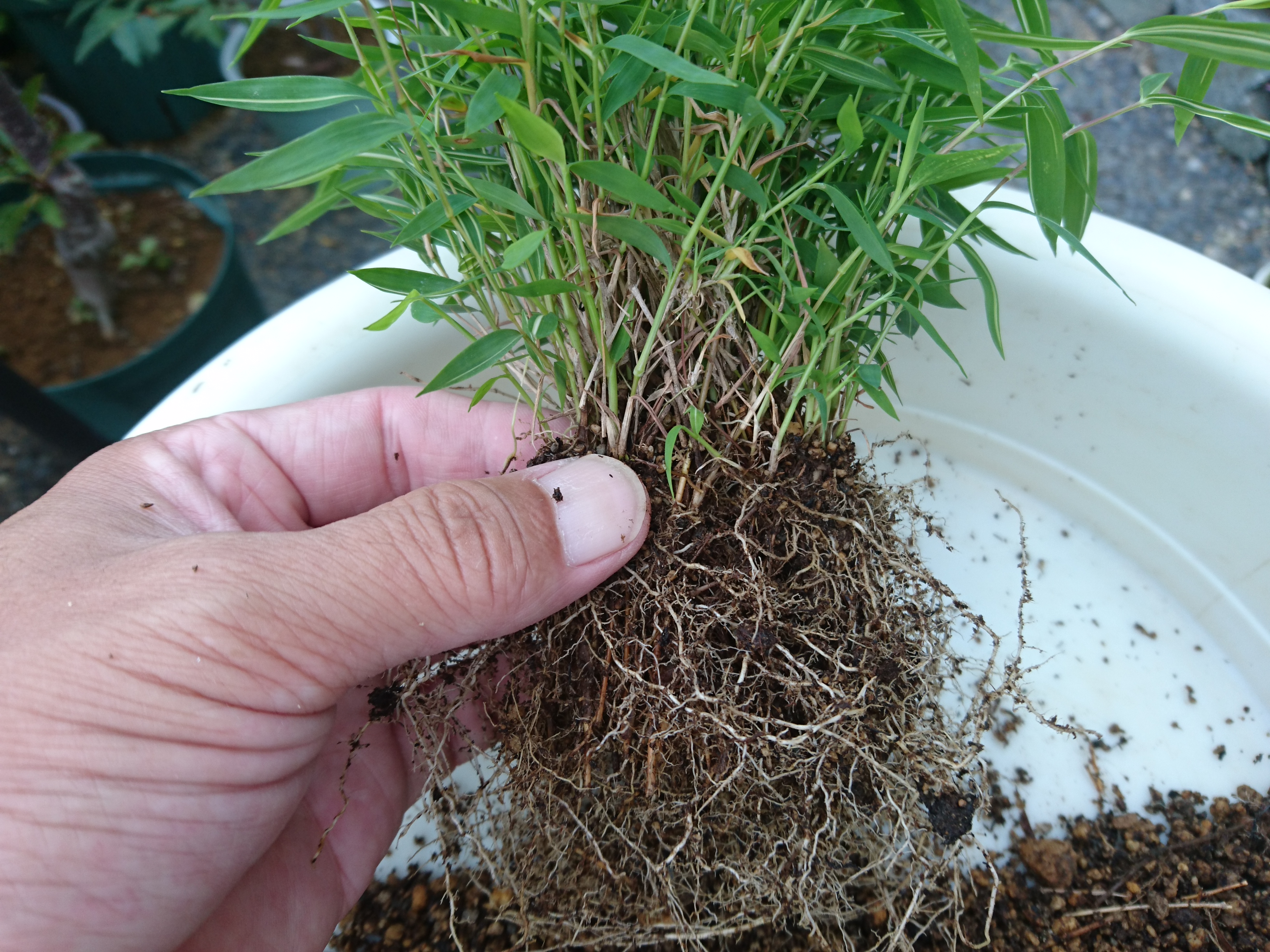 姫竹の育て方 小さな鉢植えやミニ盆栽で 和風の雰囲気を楽しむ メダカの大工