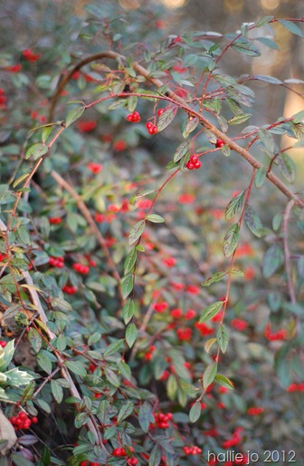amanda6