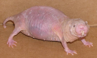 Ugliest Animals on Earth photos