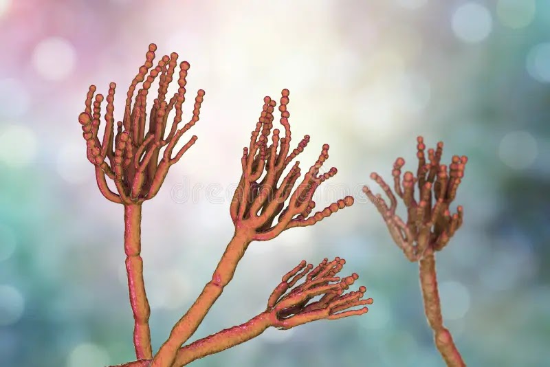 Conidia