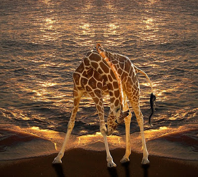 Beautifully Manipulated Photograph By Peter Holme III Seen On   www.coolpicturegallery.us