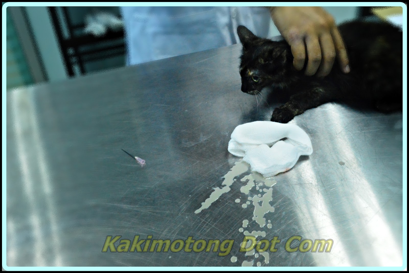 Al Kisah Si Motet, Vaksin Kucing, Ubat Cacing, Kucing Mata 