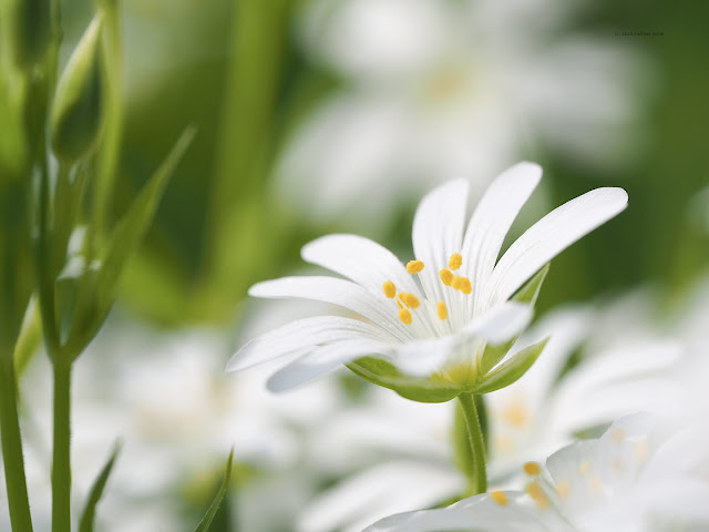 Sternmieren (Stellaria)