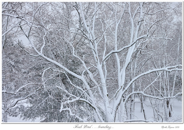 Fresh Pond: ... branching...