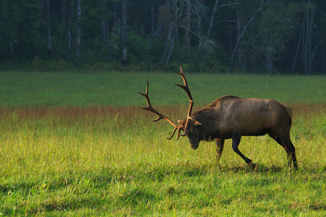 Cataloochee