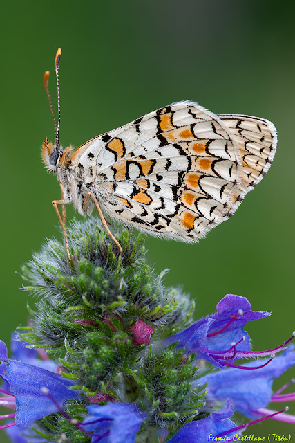 Doncella tímida (Melitaea didyma)