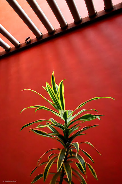 A Minimal Art Picture of the Missing Pipe in the Pipe Roof at Jawahar Kala Kendra, Jaipur, Versus the Plant.