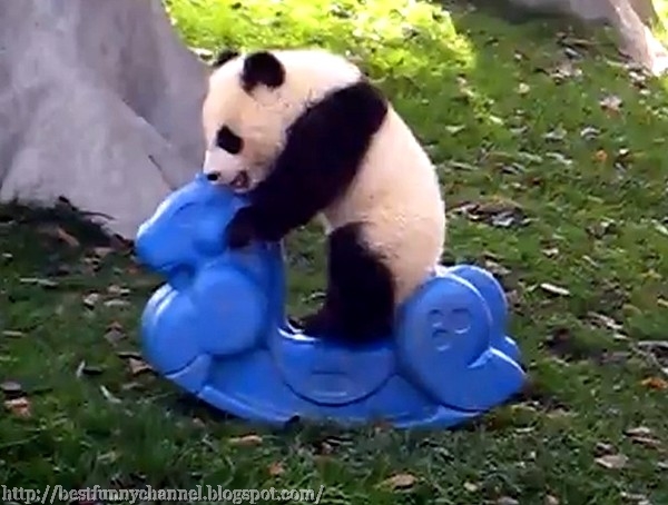  Panda play. 