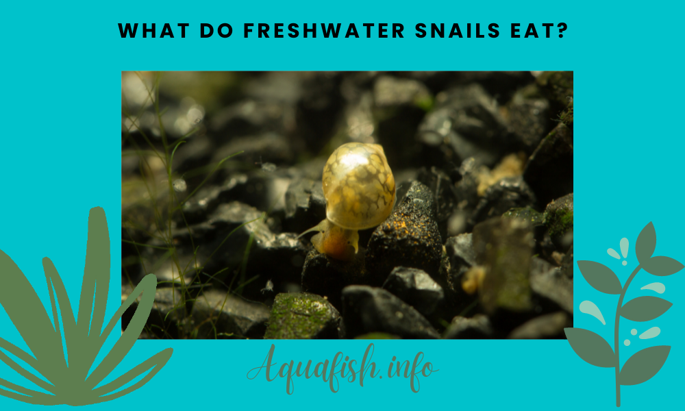 What Do Freshwater Snails Eat?