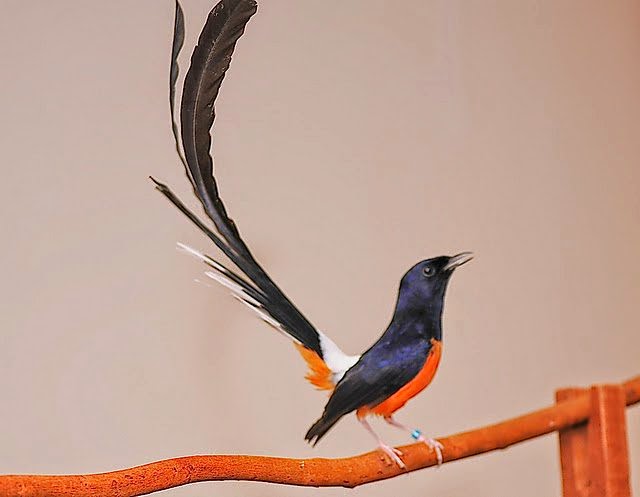 FOTO BURUNG  MURAI  BATU  TERPOPULER Jenis Burung  Kicau  