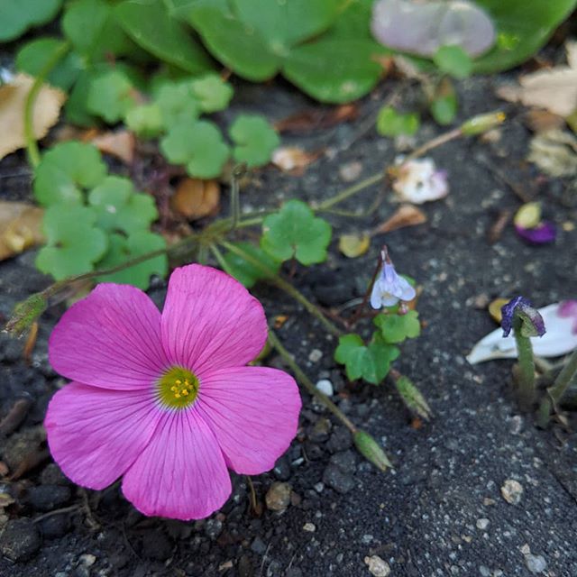 Кислица Боуви (Oxalis bowiei)