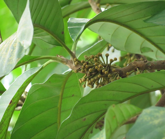 ALAM TUMBUHAN: KELUARGA CIKU / CIKUIA (Sapotaceae family)