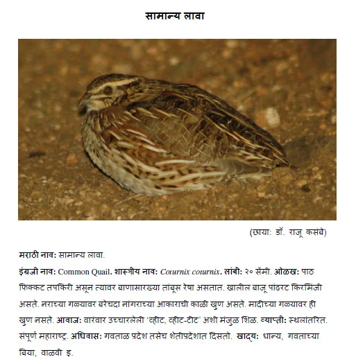 common quail lava bird information in marathi