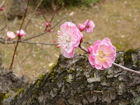 梅木の苔もよい