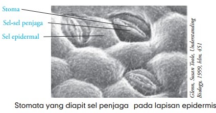 Fungsi Stomata Pengertian Gambar  Stomata Trikoma