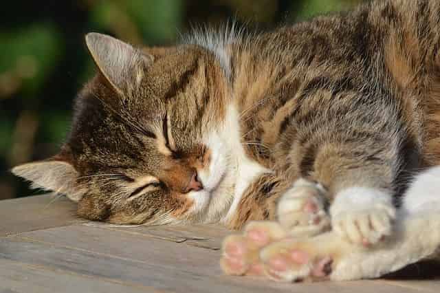 Warum schlafen Katzen gerne mit ihren Besitzern?