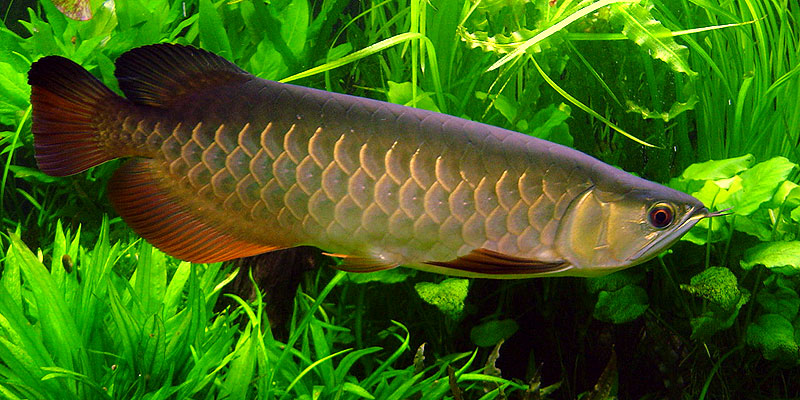 Setting up Aquascape Aquarium with Arowana Fish 