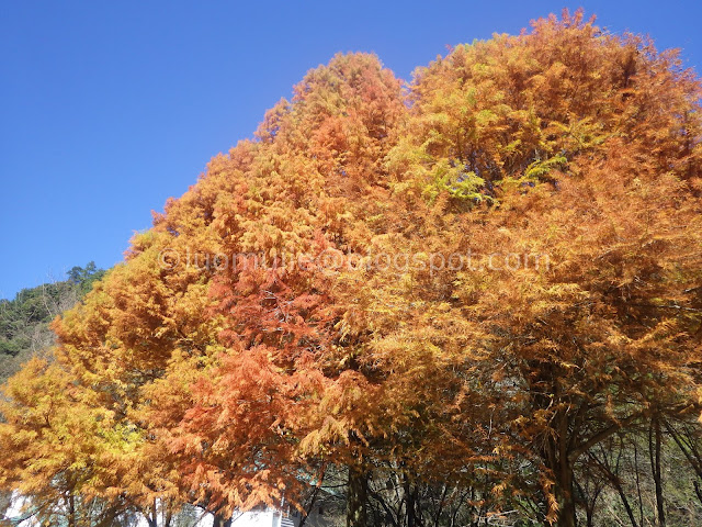 Taiwan Aowanda (奧萬大) maple season - bald cypress
