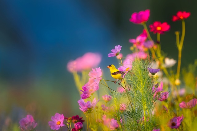 colorful plant flowers