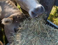 Cow Grabbing Hay