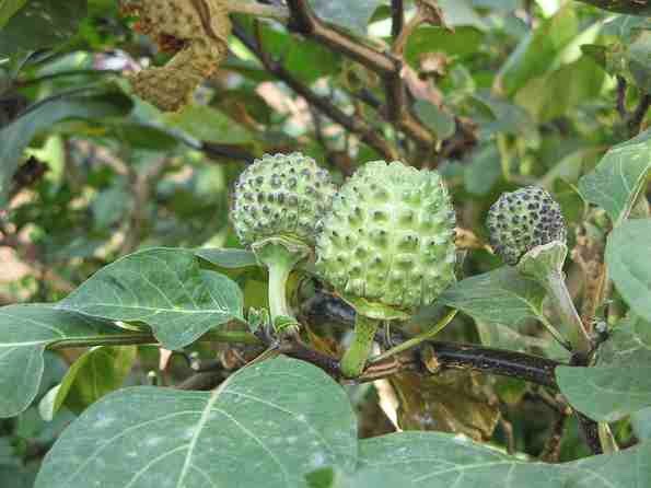  Buah Kecubung  Lebih Bahaya dari Narkotika Kumpulan 