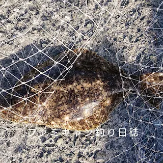 泳がせ釣りで釣ったヒラメ