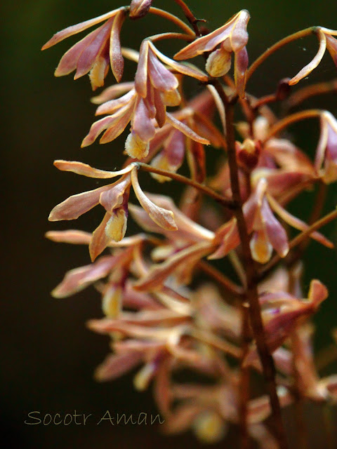 Lecanorchis japonica