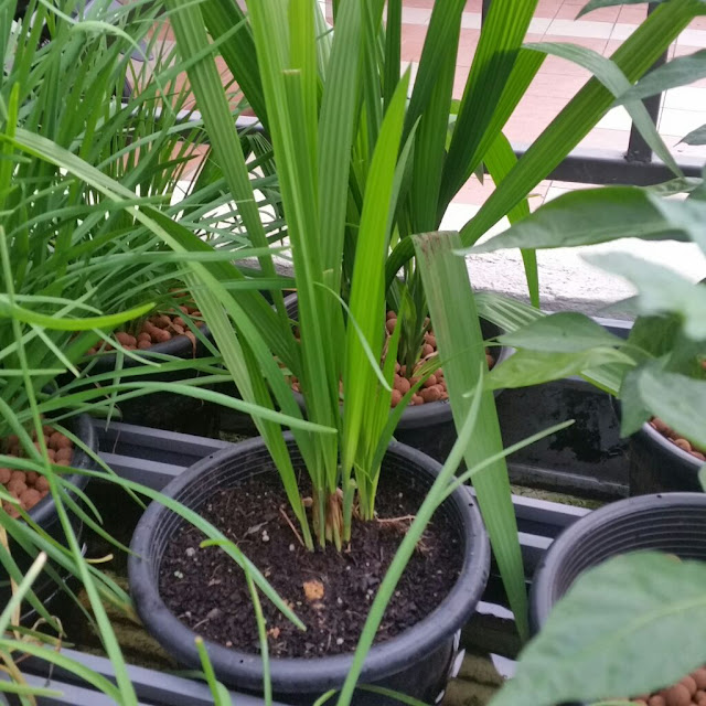 Budidaya Bawang Dayak, Tanaman Herbal Kaya Manfaat 