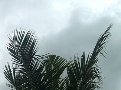 Coconut Tree, Coconut Tree Before Rain