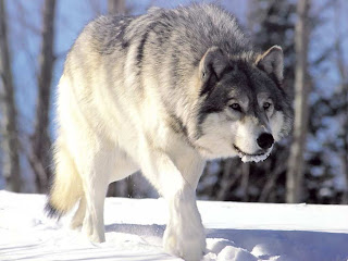 white wolf