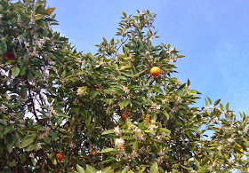 oranges