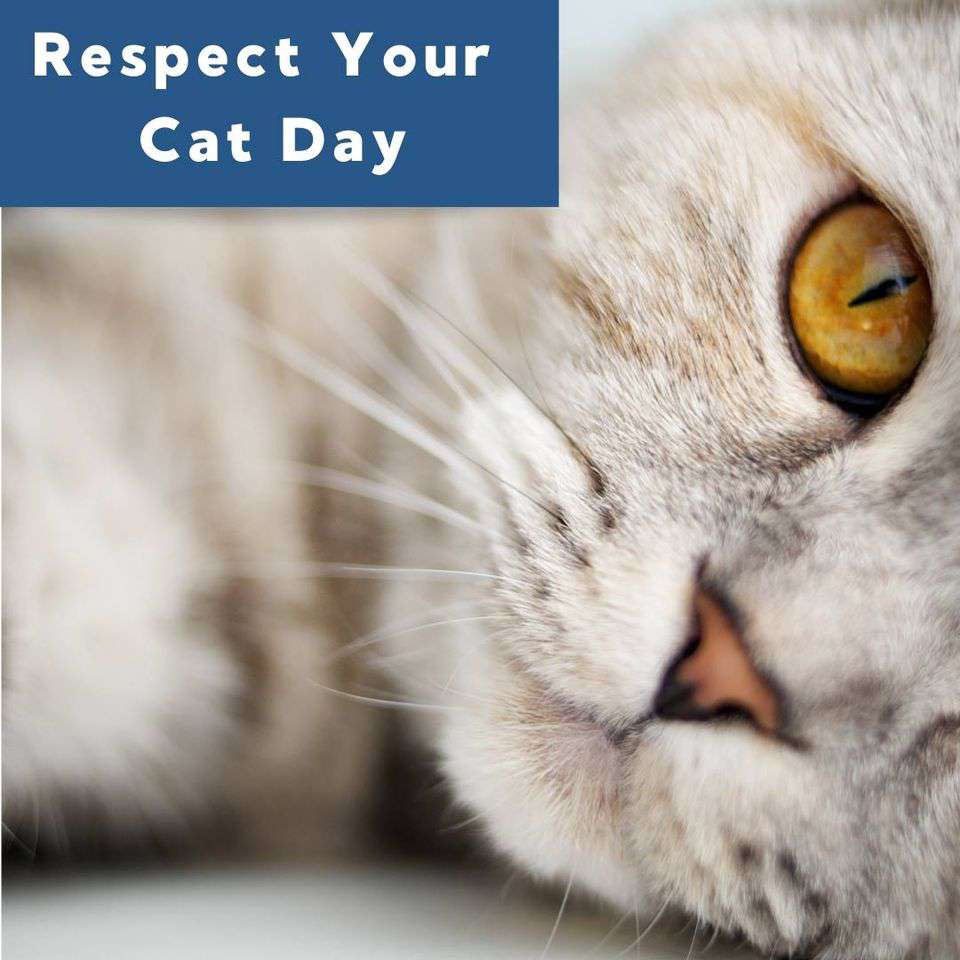 Respect Your Cat Day Wishes for Whatsapp