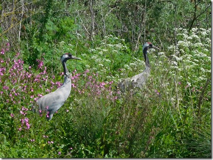 16 breeding cranes