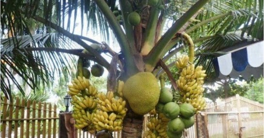 NASIHANGIT.BLOGSPOT.COM: OMG!! POKOK AJAIB